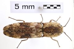 Foto (Dorsalansicht) von Calais bicarinatus (NHMW-ZOO-COL-0008013)